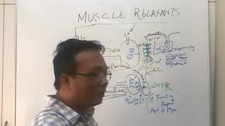 Muscle Relaxantssuccinylcholine and Malignant Hyperthermianeuromuscular blocker [upl. by Mairem]