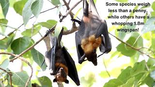 Bat Facts [upl. by Randee448]