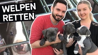 Hunde retten Das schmutzige Geschäft mit Hundewelpen im Internet  PULS Reportage [upl. by Allebasi]