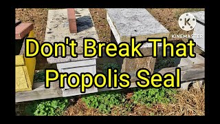 Dont Break That Propolis Seal [upl. by Tiram]