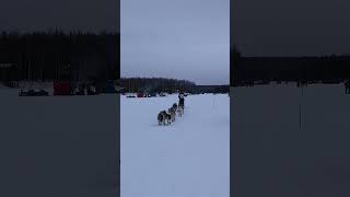 Iditarod 2024  Willow AK iditarod mushers alaska iditarod2024 alaskalife [upl. by Stoneham]