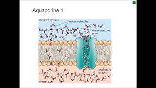 Profil dhydrophobicité des protéines [upl. by Gut]