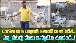 Ongole Cow  ఒంగోలు జాతి ఆవులుకి ఇలాంటి దాణా పెడితే ఎన్ని లీటర్లు పాలు ఇస్తాయో చూడండి Tone Agri [upl. by Gerk]