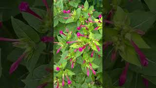 quotDiscover the Marvel of Peru The Stunning Mirabilis jalapa Flowerquot 4K flowers springflowers [upl. by Nesta]