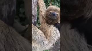 Bradypus torquatus baby cute sloth slowest animal adorable sloth [upl. by Naujik]