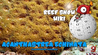 Reef Show Wiki Acanthastrea echinata [upl. by Chester473]