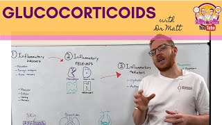 Glucocorticoids  AntiInflammation  Mechanism of Action [upl. by Dranek772]