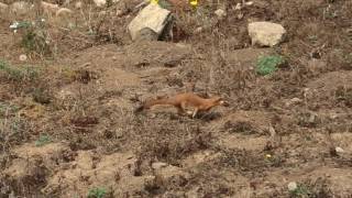 California LongTailed Weasel  Point Reyes National Seashore [upl. by Inavoig]