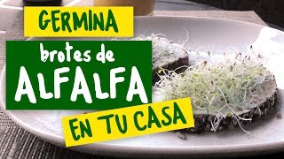 Germinador – Germinando Brotes de Alfalfa [upl. by Aneala927]