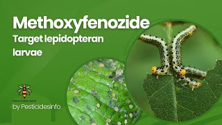 Methoxyfenozide Insecticide Mode of Action formulation Uses and Benefits for Pest Control [upl. by Feerahs]