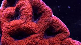 Acanthastrea Corals in the Reef Aquarium Hobby [upl. by Tenom540]