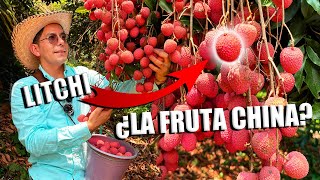 LITCHI LA FRUTA AFRODISÍACA  Lo que NO debes hacer al sembrar en acodos  150 toneladas de cosecha [upl. by Robaina376]