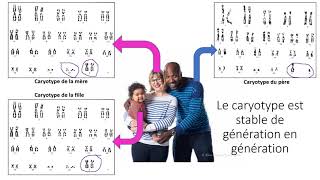 stabilite caryotype lors de la reproduction sexuée [upl. by Anirahc]