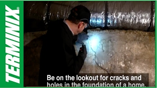 How to tell if you have termites in your crawl space [upl. by Okire604]