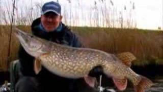 Catch and Release fat big Dutch Pike 117cm [upl. by Warchaw465]