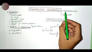 Phospholipid Degradation amp Clinicals related to it  Lipid Metabolism  Doctor Z [upl. by Small786]