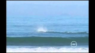 Killer Whales Hunt Sharks Onto Beach in New Zealand [upl. by Sharai578]