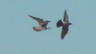 Peregrine falcons kill a pigeon [upl. by Eilahs]