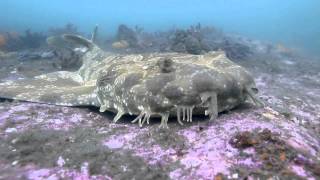 Spotted Wobbegong Orectolobus maculatus at Bare Island Sydney Australia [upl. by Aerdnaid]