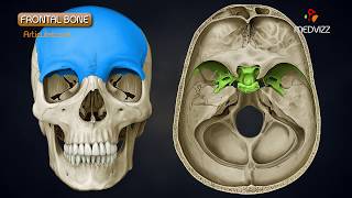 Anatomy of Frontal Bone  Animated Osteology  MBBS 1st year [upl. by Nahtnoj]