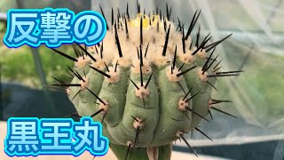 コピアポア 黒王丸 Copiapoa [upl. by Bili]