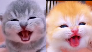 kitten meowing to attract cats🥰Cutest persian catcat cutecat [upl. by Yoo]