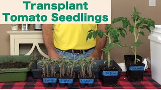 When to Transplant Tomato Seedlings [upl. by Sadie]