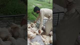 Hen 🐔kaching video chicken chicksgrowthdaybyday livestockfarm poultryfarm [upl. by Whiteley]