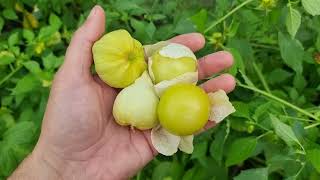 Tomatillo odmiany Amarylla [upl. by Drus]