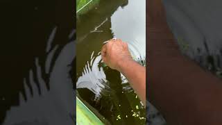 ചാള മുതൽ സ്രാവിനെ വരെ ഈ മീൻ തിന്നും😱  feeding monster fishes  arapaima strike  feeding [upl. by Ahtreb3]