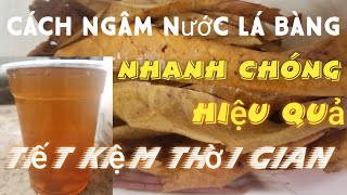 Cách làm nước lá bàng nuôi cá betta nhanh chóng và hiệu quả [upl. by Yeldah]