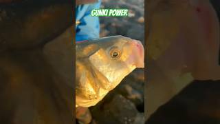 GUNKI POWER fishing gunki fish bassfishing catchandrelease happy sea [upl. by Etnomaj]