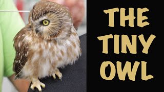 SawWhet Owl 2posing and grooming Art of Taxidermy [upl. by Toille]