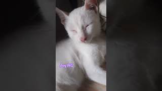 Tisoy Palaboy mykittycat jevygemini [upl. by Nnylimaj]