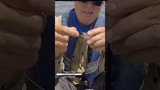 Top Hooking Shiners for Live Bait [upl. by Anauj]