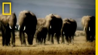 Revenge of the Elephants  National Geographic [upl. by Renner]