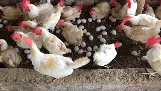 How To Increase Profit From Poultry Farming Easily  50 kaam hain  part 2 [upl. by Hsemar]