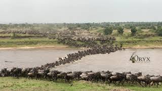 Wildebeest Migration River Crossing Serengeti National Park [upl. by Anwahsar]