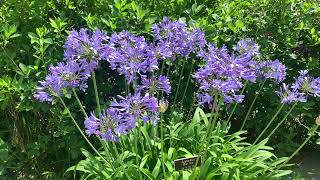 Agapanthus Plant Profile [upl. by Haseena]