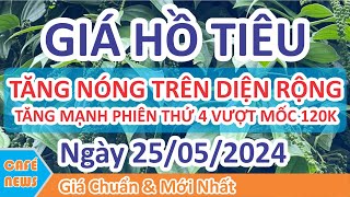 Giá hồ tiêu hôm nay ngày 25052024  giá tiêu TĂNG NÓNG TRÊN DIỆN RỘNG amp HƯỚNG ĐỈNH LỊCH SỬ [upl. by Pickering]