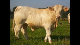 Elevage de charolais  la période hivernale au GAEC ROLIN [upl. by Sherrer]