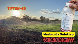 Melhor Herbicida para Tifton85 [upl. by Onin]