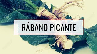 Cultiva RAIFORT o RÁBANO PICANTE 🤯🥵🔥Hazlo ASÍ y NO Tendrás PROBLEMAS Falso WASABI [upl. by Varipapa]