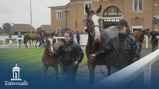 Tattersalls July Sale 2024 Day 1 Review [upl. by Ayatahs]