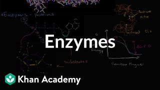 Enzymes  Energy and enzymes  Biology  Khan Academy [upl. by Dorie810]