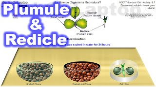 NCERT Class 10th Activity 87  How Do Organisms Reproduce  Plumule amp Radicle  labOnLaptop [upl. by Zarla531]