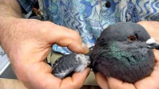 Help for Pigeon with Droopy Wing Unable to Fly [upl. by Hollister]