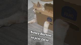 KartonZimny łokieć To jest życiekoty słodkie śmiesznekoty mainecoon funnycats karton [upl. by Weisler]