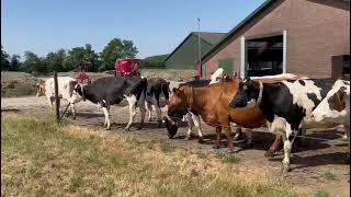 Happy crossbred herd locomotion scoring low number Tip hoofcheck Thursday [upl. by Gensmer868]