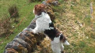 Ben Fox Terrier In Scotland 2010 HD [upl. by Sapowith]